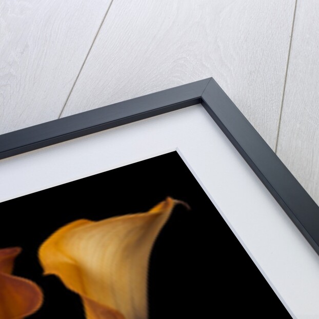 Four calla lilies by Assaf Frank